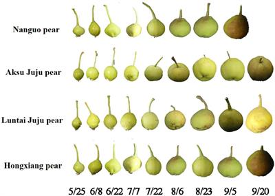 Antioxidative, cytoprotective and whitening activities of fragrant pear fruits at different growth stages